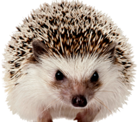 a cute hedgehog